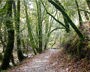 Fairfax Open Space Committee