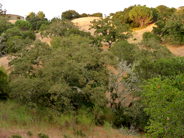 Hawthorn Canyon Preserve