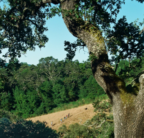 Hawthorn Canyon Preserve