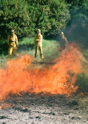 Burning Invasive Broom