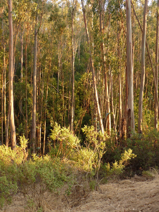 Sorich Park Preserve